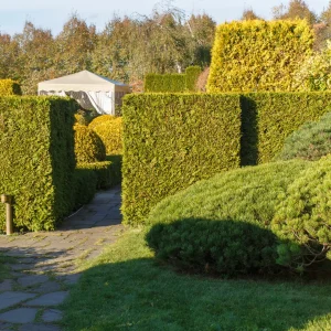 landscapinggggg (12)